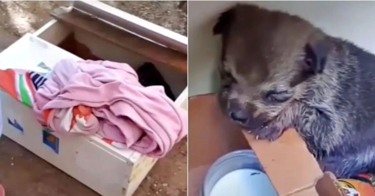 Puppy in a decorated box with a bowl of milk she can't drink