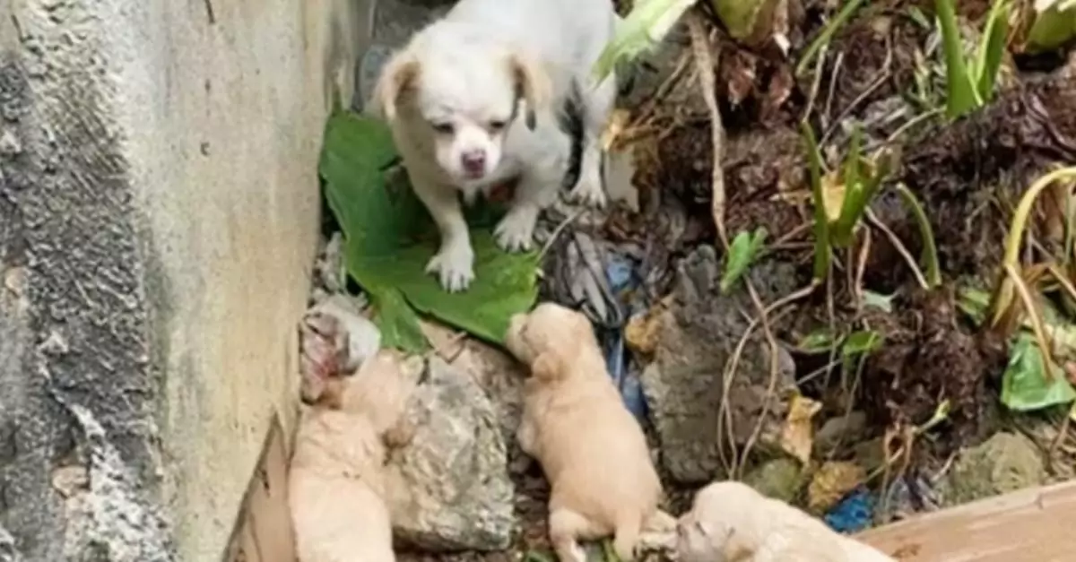 Rain poured down, leaving the dog and babies with no shelter to stay dry