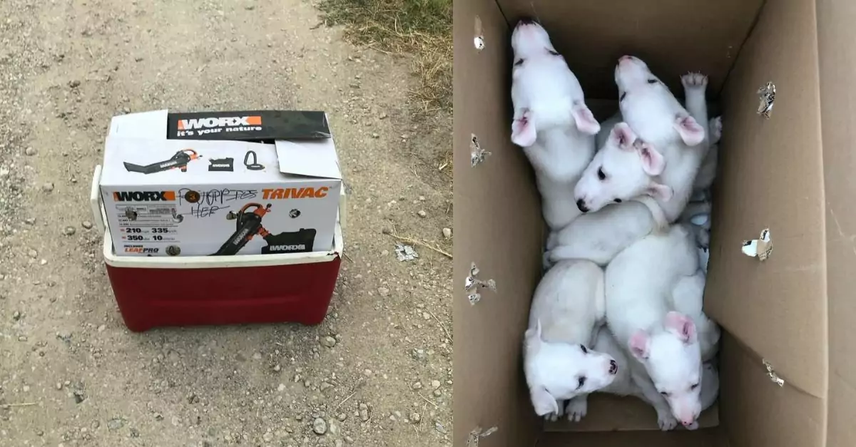 Rescue Discovers Abandoned Puppies on Their Property — Then Uncovers the Reason Why