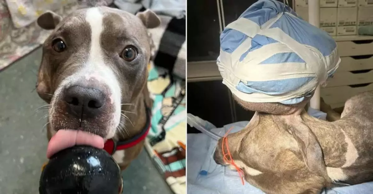 Rescue dog with 7-lb tumor has surgery, finds a loving forever home