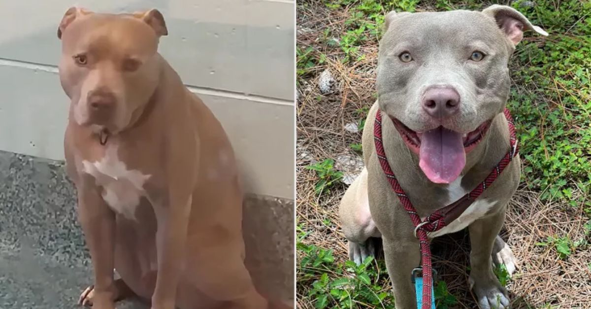 Reserved Dog Finds Permanent Home After Two Years in Florida Shelter 'Finally at Peace'