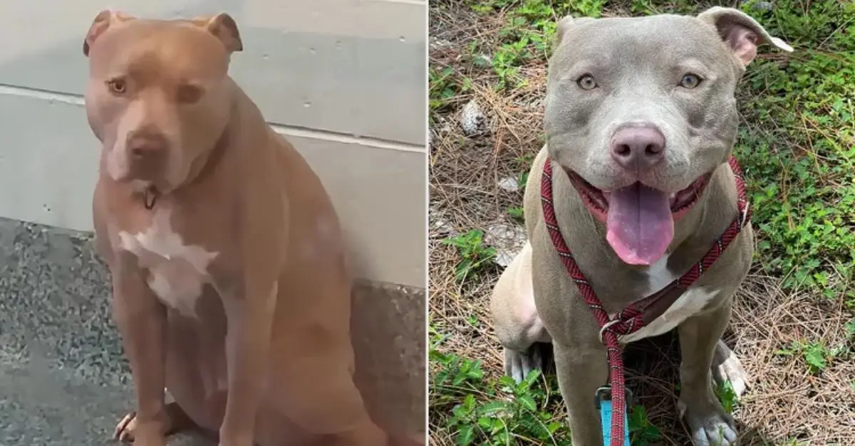 Reserved Dog Finds Permanent Home After Two Years in Florida Shelter: ‘Finally at Peace’