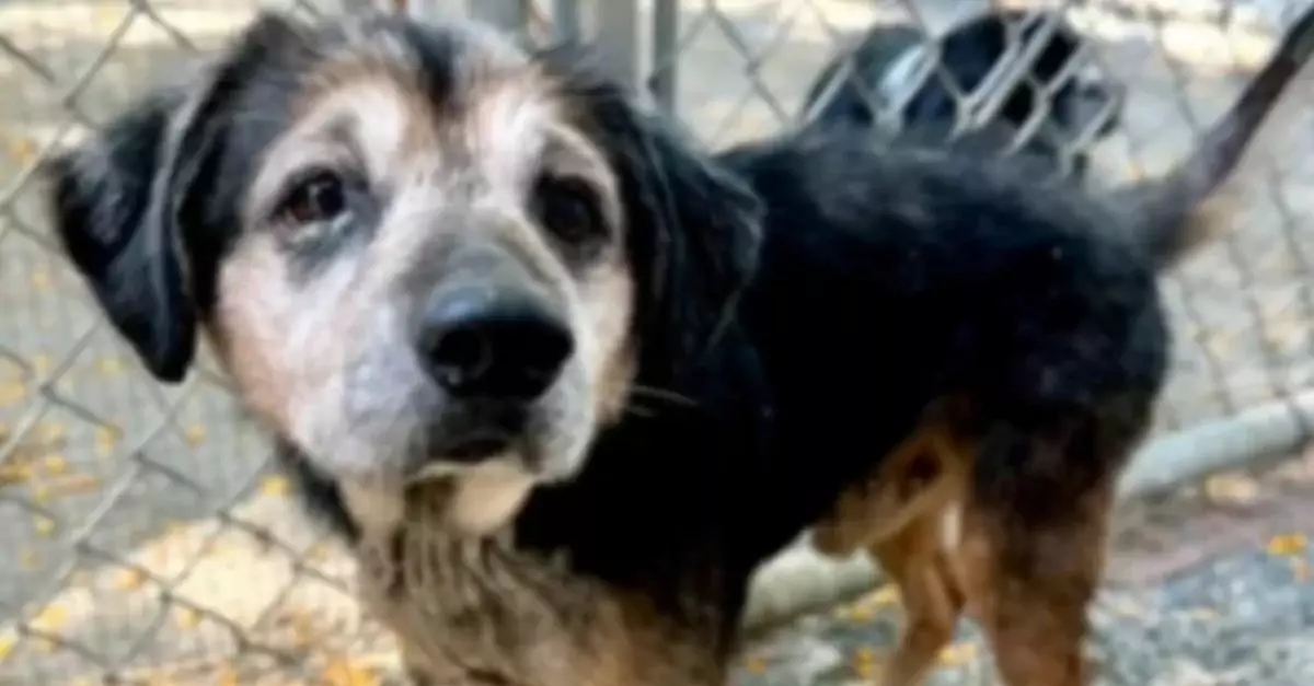 Senior Dog Found Alone on Freeway After Owner Abandoned Him