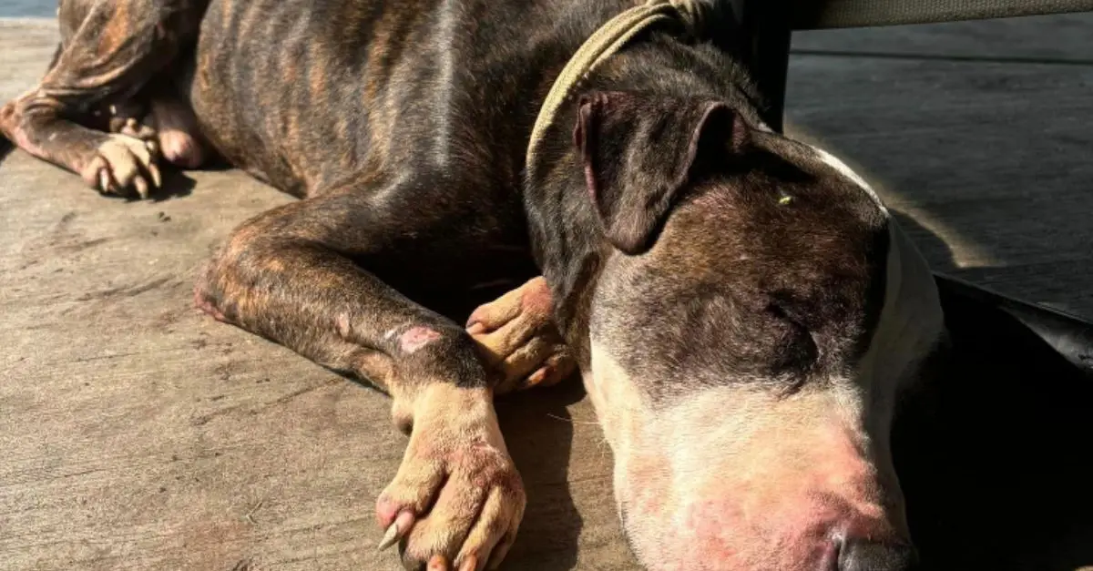 Senior dog found tied to picnic table with note: ‘He was a good boy.’