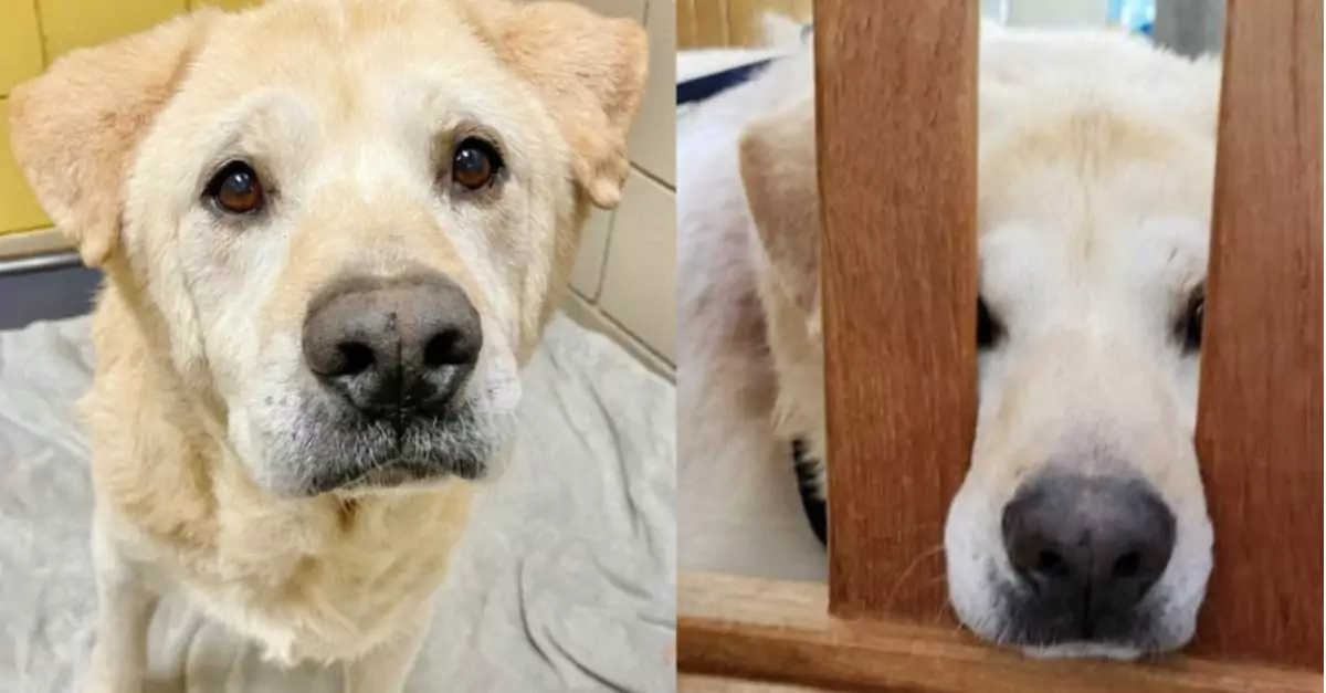 Senior dog with a 'Teddy Bear' face feels down after being returned 7 times