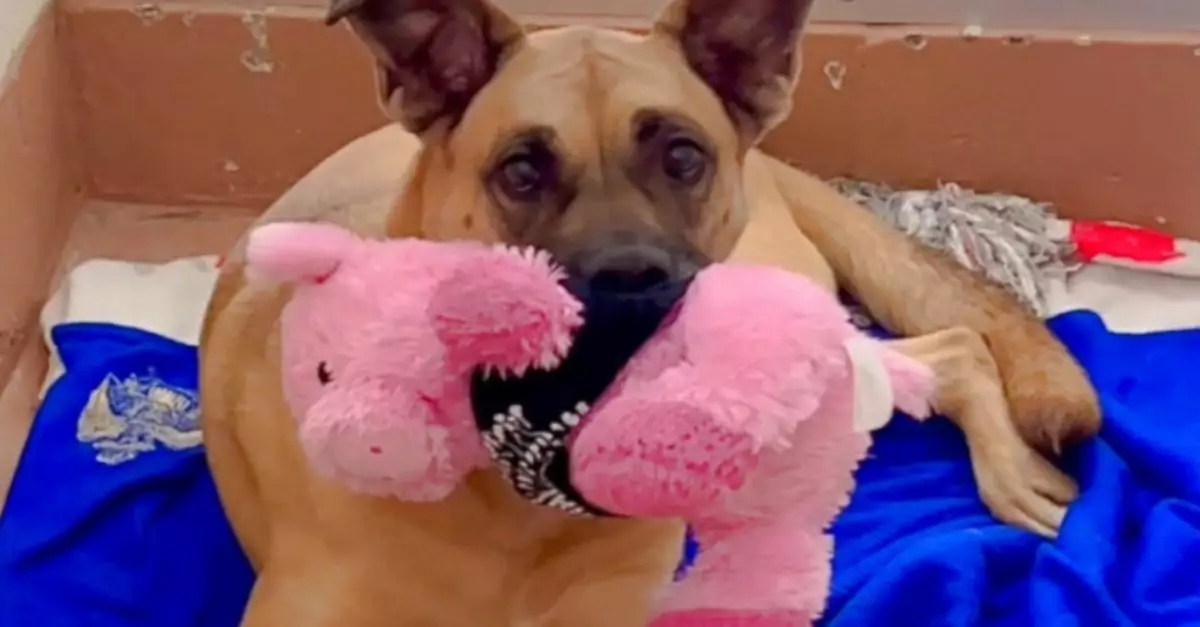 Shelter Dog Wins Hearts with Friendly Face and Toy-Loving Charm