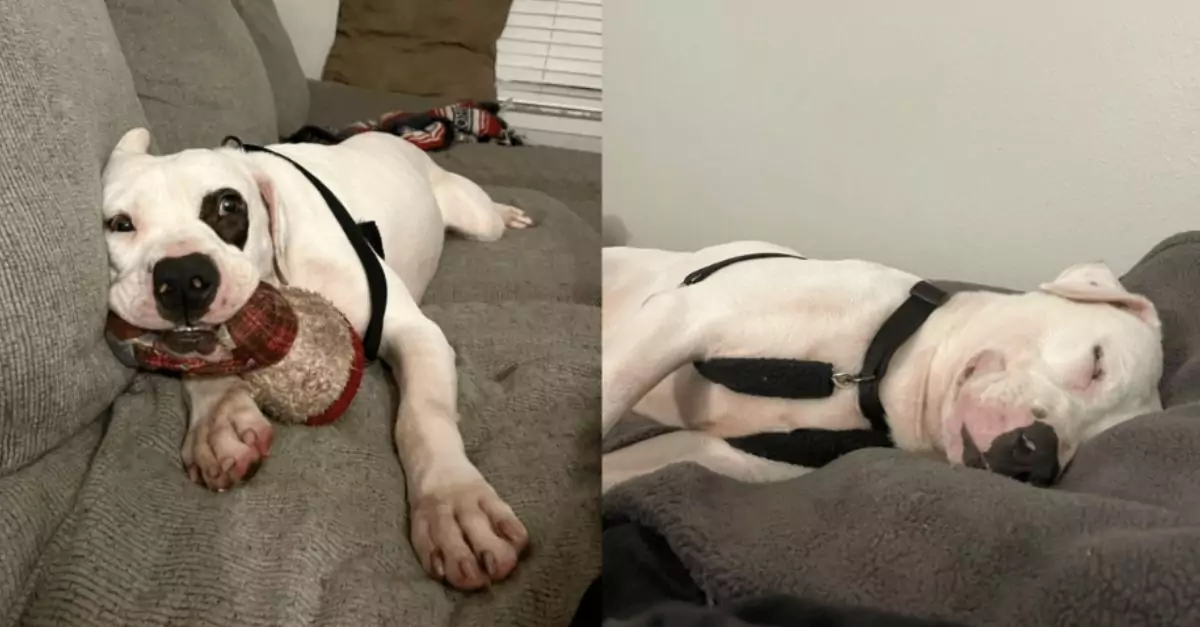 Shelter's Longest Resident Smiles as He Finds His Forever Family and Falls Asleep