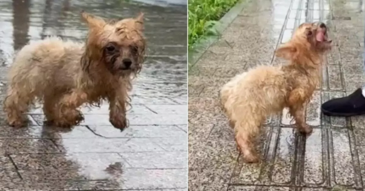 Soaked dog limps behind man as everyone else passes by