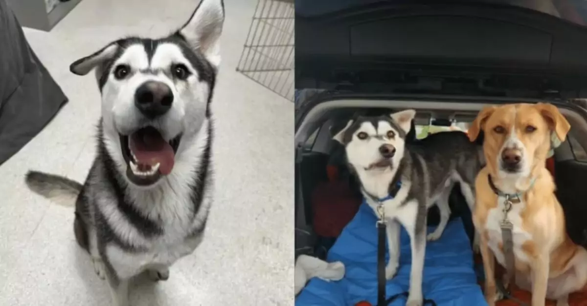 Special Husky with Facial Deformity Finds Loving Home After 2,000-Mile Journey