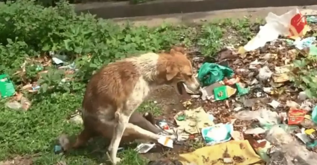 Terrified dog with paralyzed back legs found tied up in trash