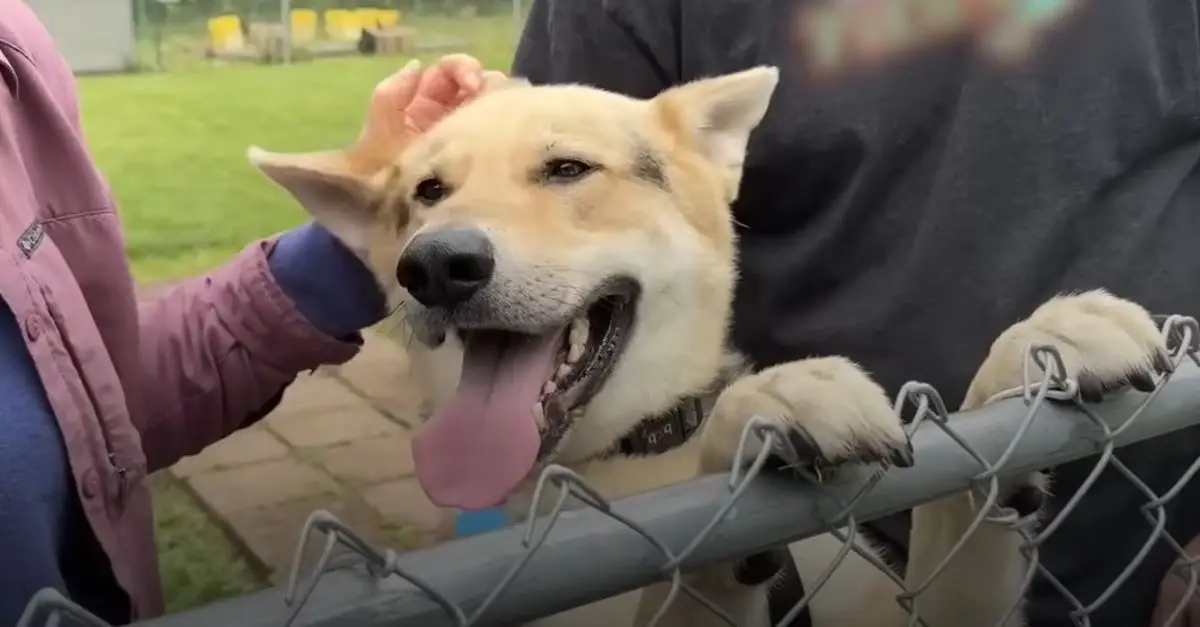 The Dog Who Spent 4 Years Alone Reacts to New Family After 'Confinement'