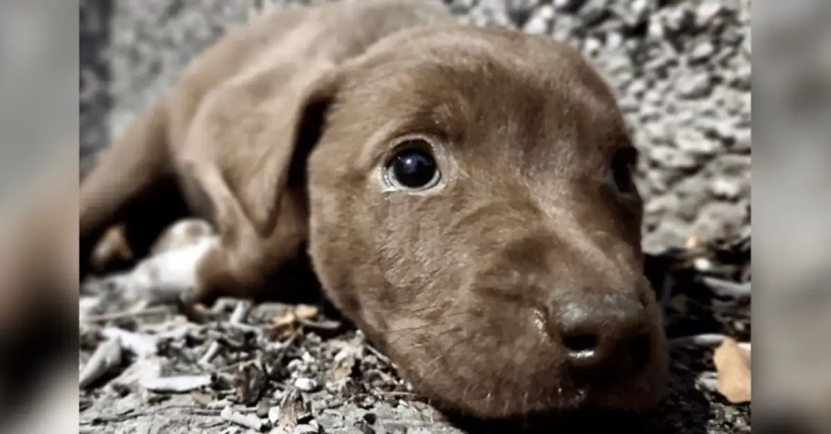 The Puppy Longed For Someone To Ease The Fear