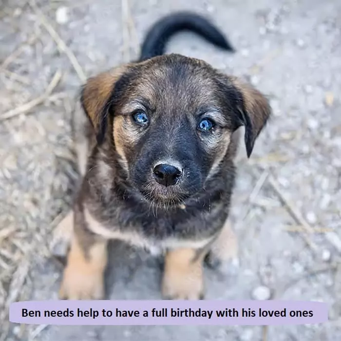 The homeless dog Ben needs help 