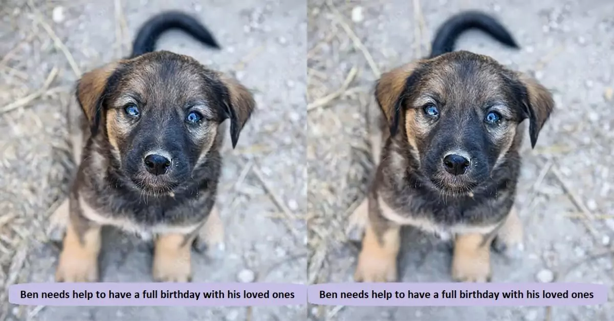 The homeless dog Ben needs help to have a full birthday with his loved ones