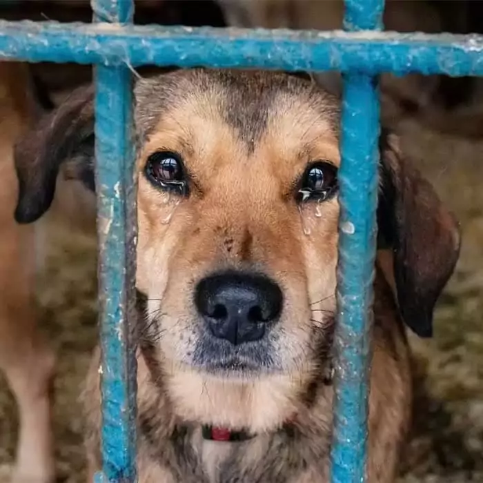 This abandoned dog is desperately missing the happy birthdays 