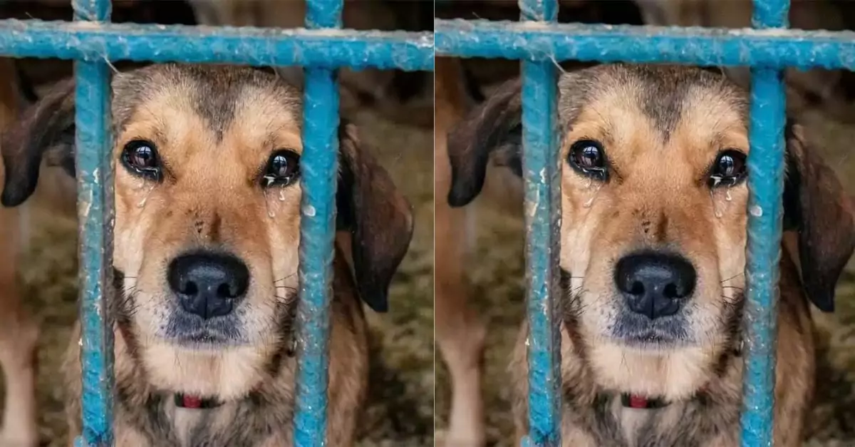 This abandoned dog is desperately missing the happy birthdays he had before he went into the shelter