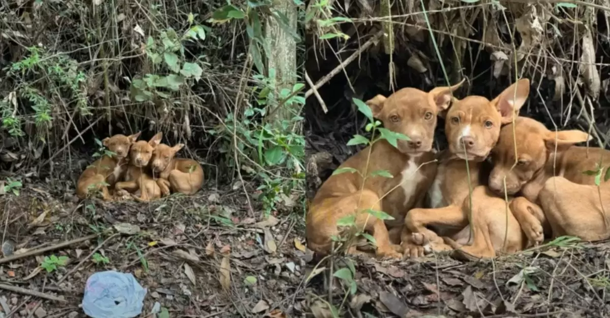 Three abandoned puppies found at the forest’s edge urgently seek help