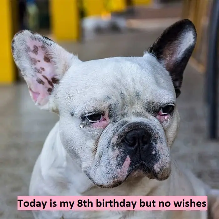 Today is my 8th birthday