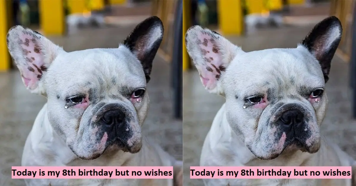 Today is my 8th birthday but no wishes