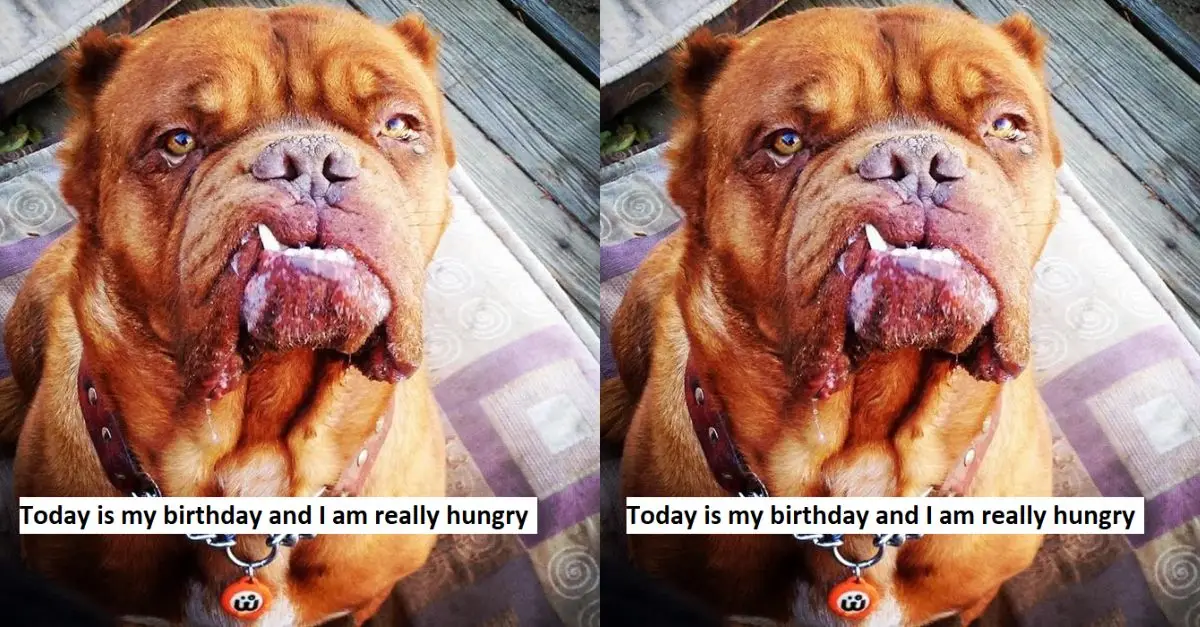 Today is my birthday and I am really hungry