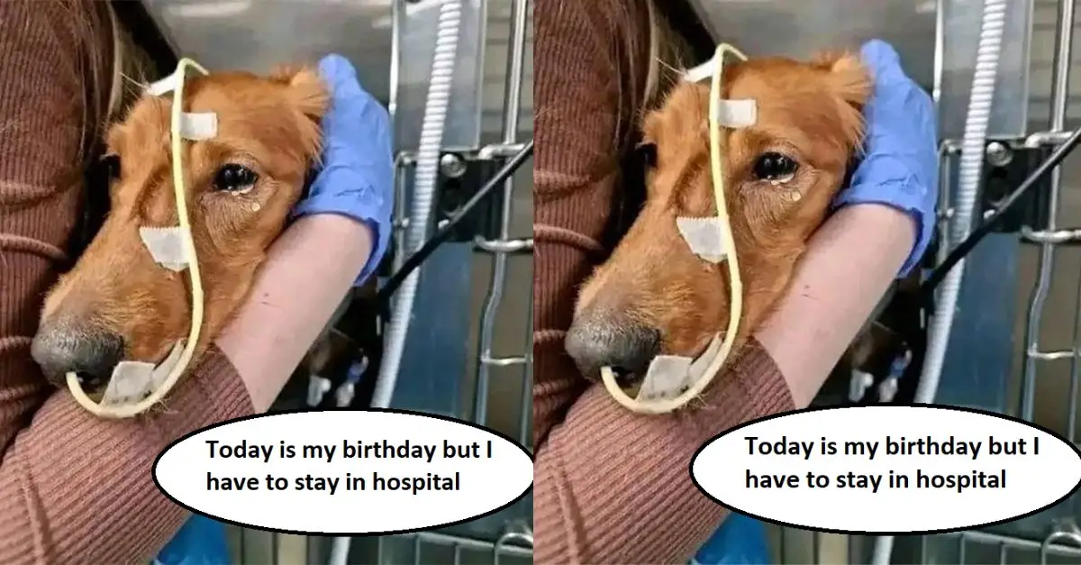 Today is my birthday but I have to stay in hospital