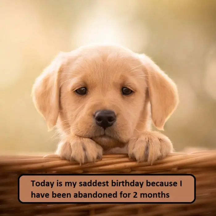 Today is my saddest birthday because I have been abandoned for 2 months