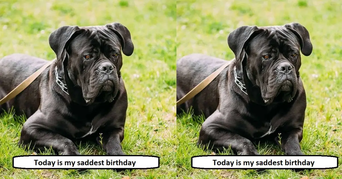 Today is my saddest birthday because my owner abandoned me