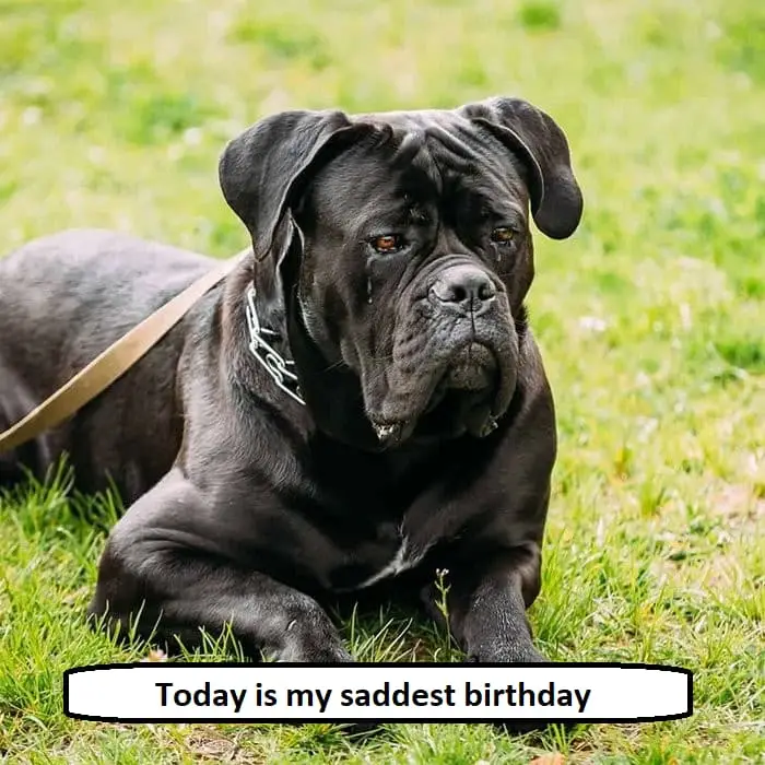 Today is my saddest birthday 