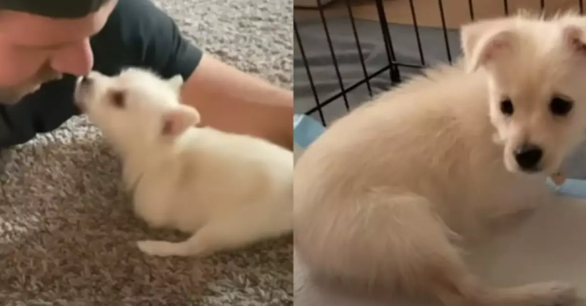 Two-Legged Puppy Meets a Soulmate in a Unique Dog