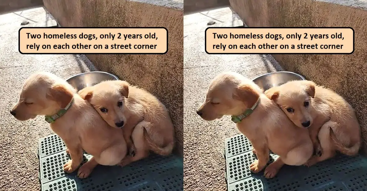 Two homeless dogs, only 2 years old, rely on each other on a street corner