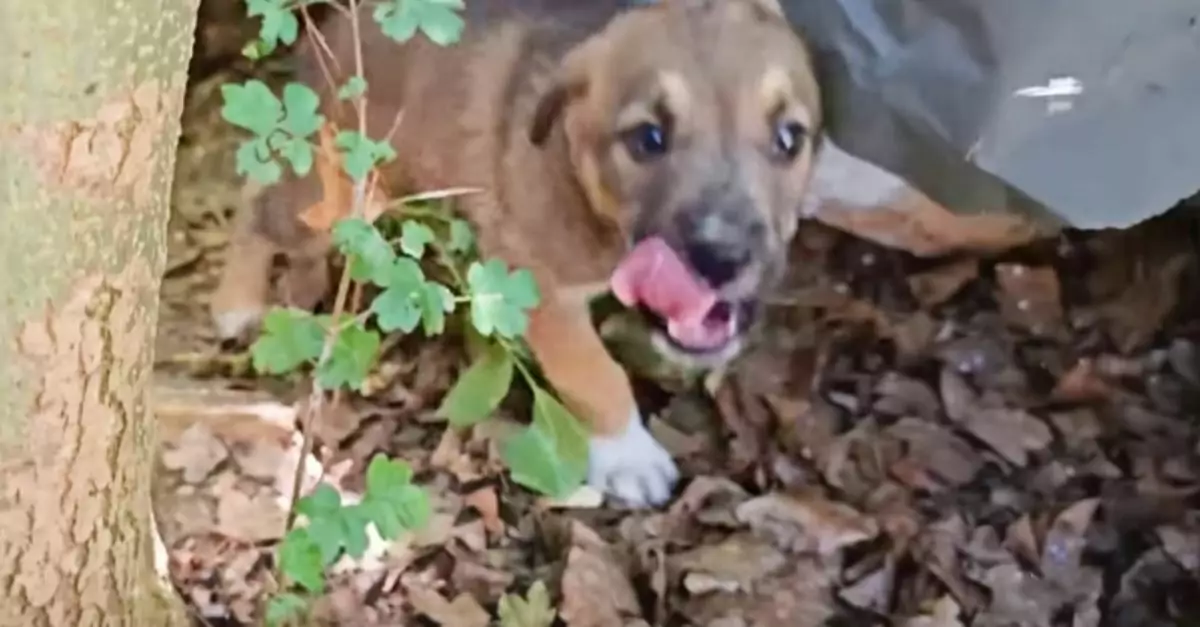 Unable to Find the Puppy, the Rescuer Found Him in an Unexpected Way Instead