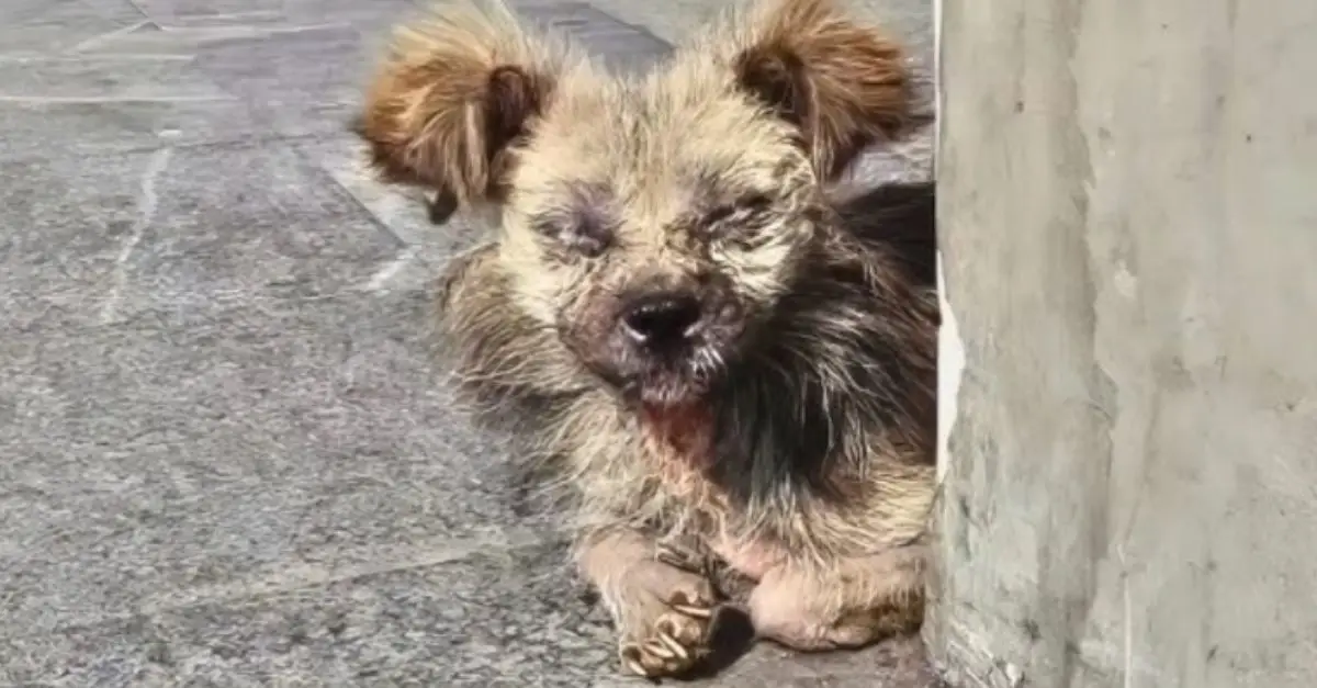 Woman Aids Elderly Stray; Discover He’s Not Just an Old Dog After All