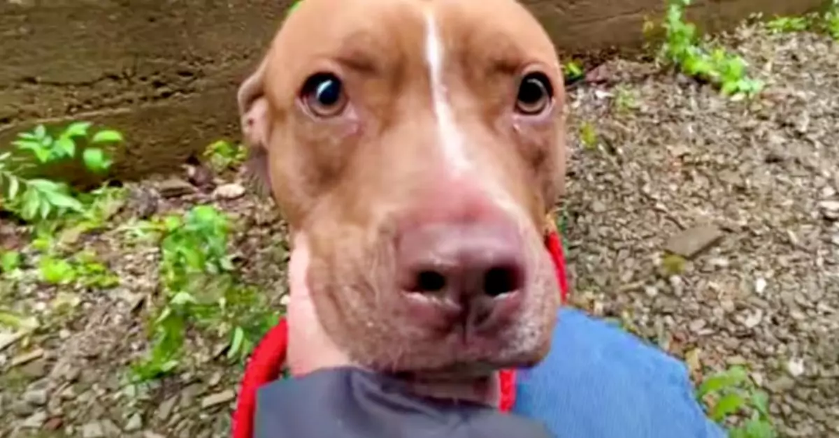 Woman Discovers Lonely Pup Residing in Narrow Alleyway