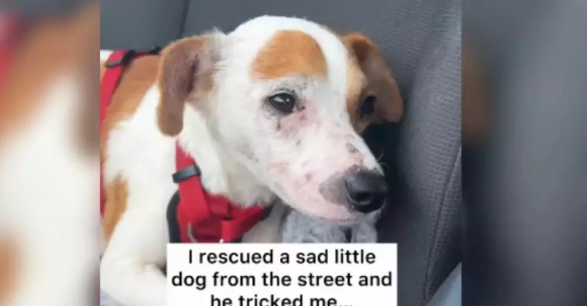 Woman Saves 'Scared' Street Dog—Later Discovers She Was 'Tricked'