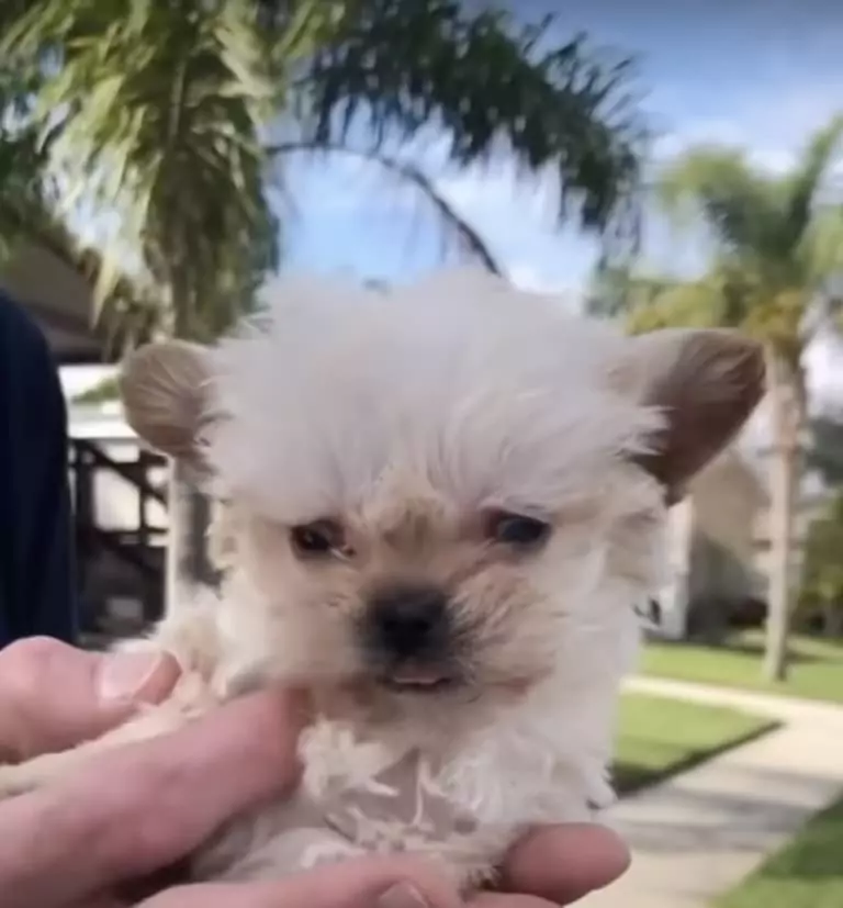 A Safe Haven for Special Needs Yorkies