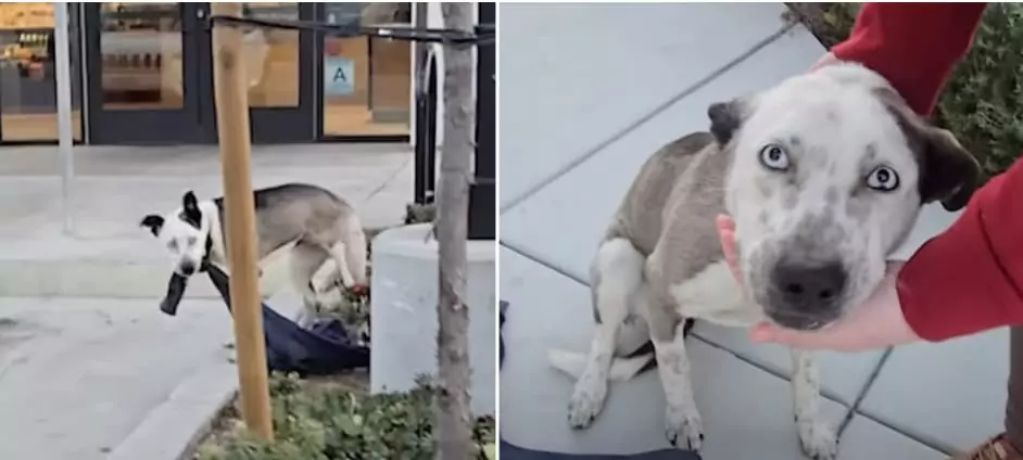 Women Confront Man Who Abandoned His Dog, Wanting to Hear His Explanation