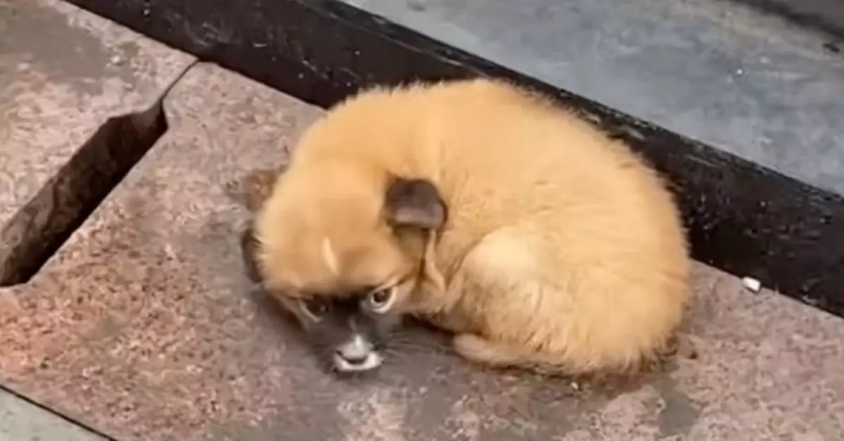 Man Helps Abandoned Puppy Outside Restaurant When Others Ignore It