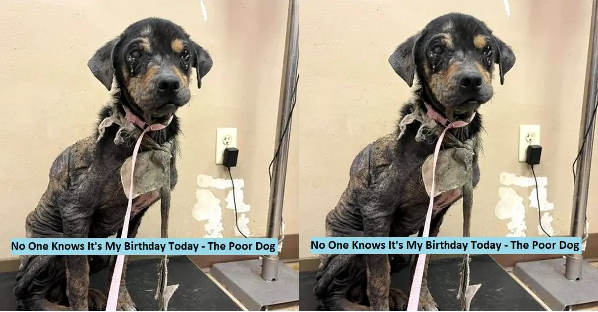 No One Knows It’s My Birthday Today – The Poor Dog