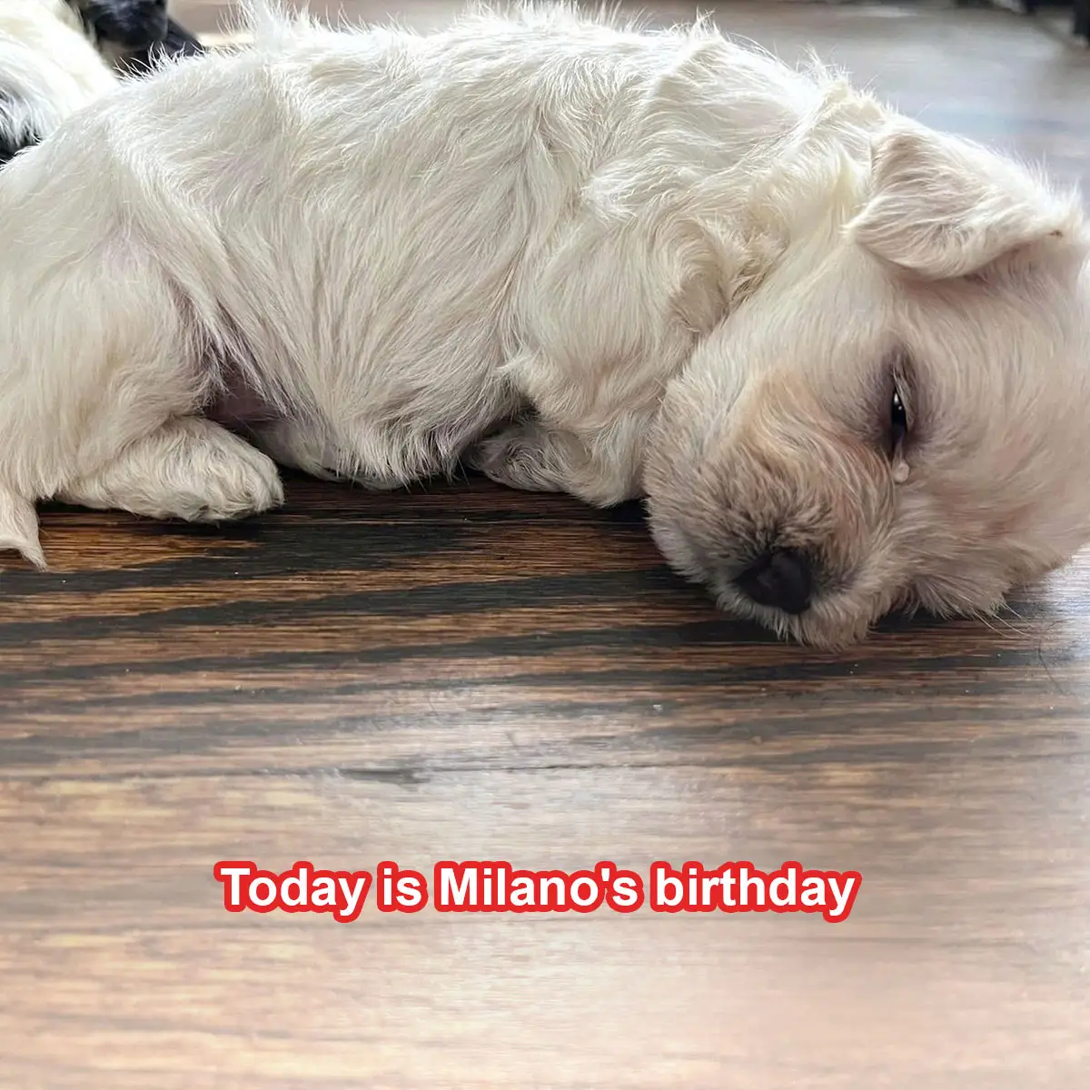 Today is Milano’s birthday. He knows he’s not perfect so he doesn’t expect anything.