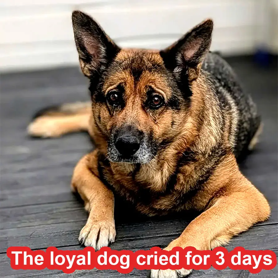 The police dog cried for 3 days and fasted to remember its owner.