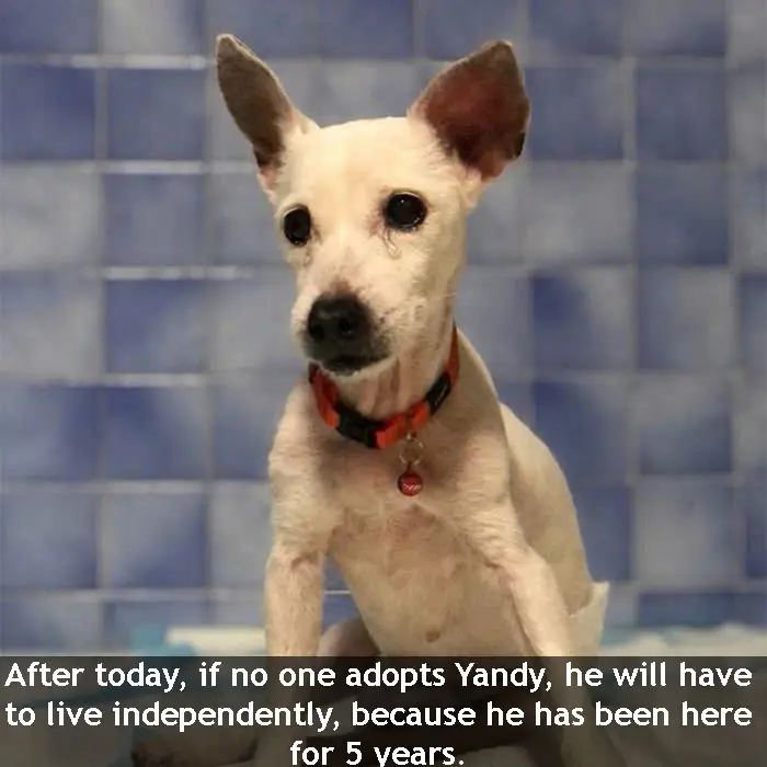 After today, if no one adopts Yandy, he will have to live independently, because he has been here for 5 years.