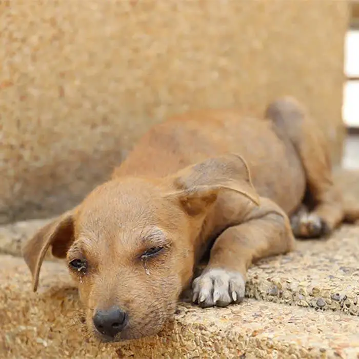 Xuka the dog cried when his best friend in the rescue camp was adopted by a kind person.