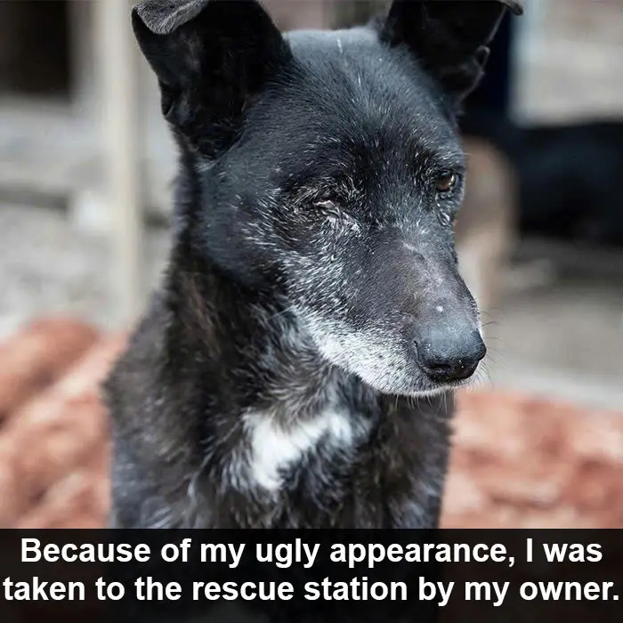 Because of his ugly appearance, Sika was brought to the rescue station by his owner, but he used to be a beautiful dog.