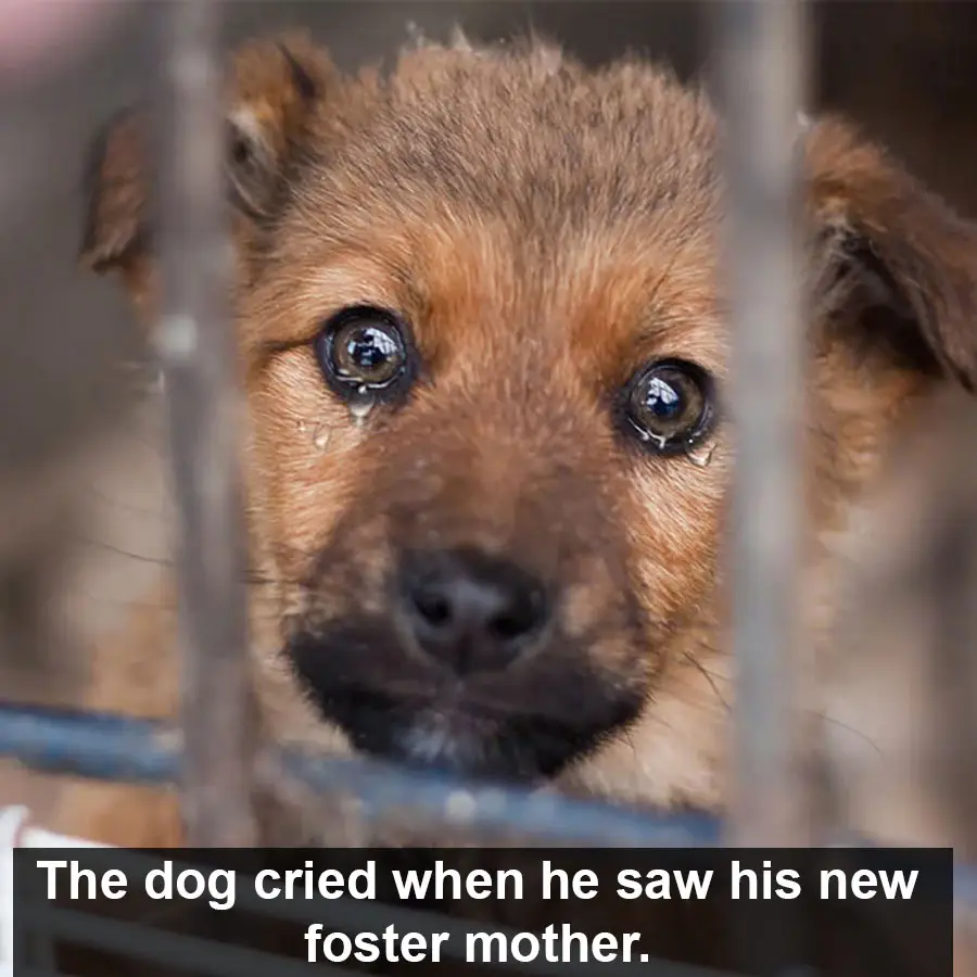 The dog cried when he saw his new foster mother. 4 years in the rescue center no one adopted him.