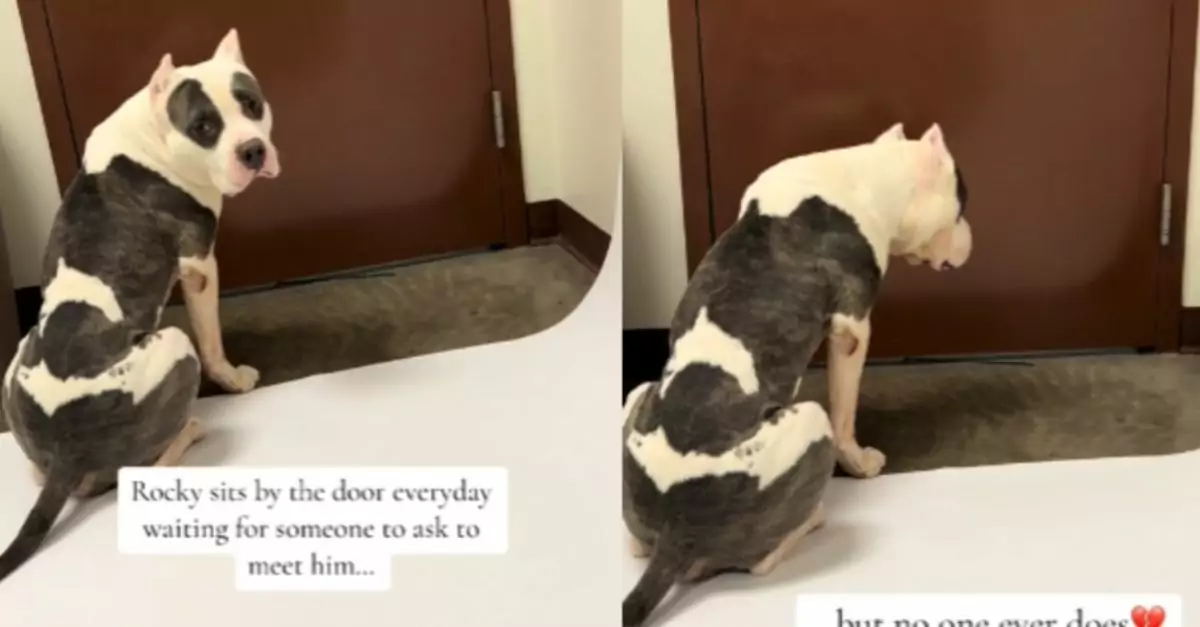 ‘Depressed’ Shelter Dog Sits by Door Hoping Someone Will Save Him from Euthanasia