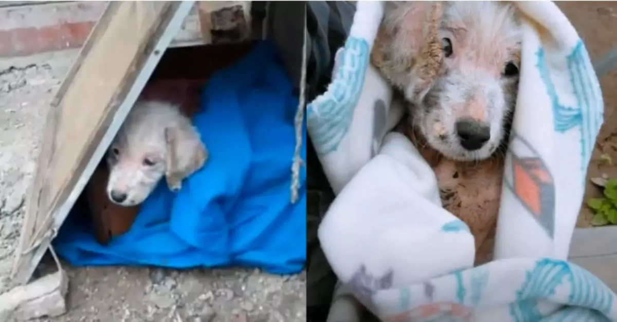 ‘Neglected’ Puppy Waits for Help, Overcome with Sadness from Severe Abandonment