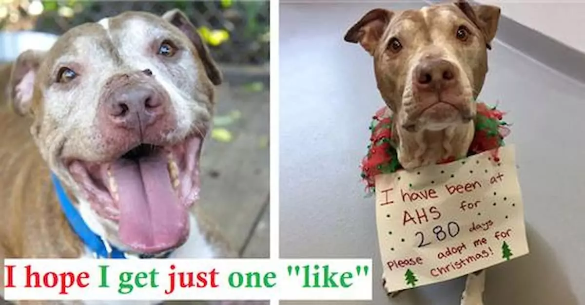 The dog had his Christmas wish fulfilled by finding a forever home.