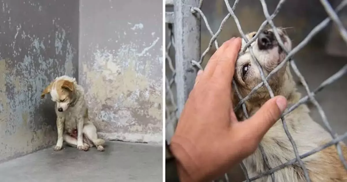 The dog sits every day with his head resting against the door of the shelter, hoping someone will come by to adopt him