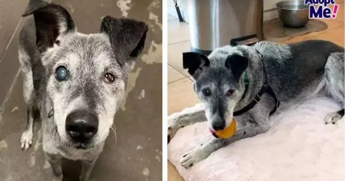 19-Year-Old Shelter Dog Still Thrives on Playtime and Longs for a Forever Home!