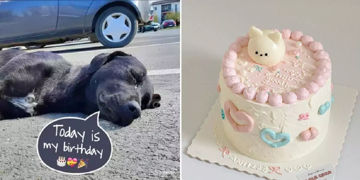 Boo the dog sadly passed away on his birthday, leaving us forever